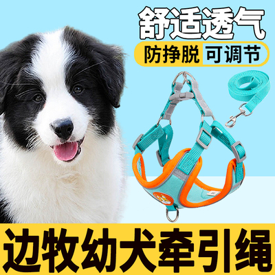 边牧幼犬专用狗狗牵引绳