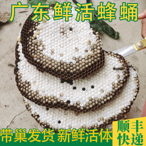 新鲜活体蜂蛹野生蜂蛹