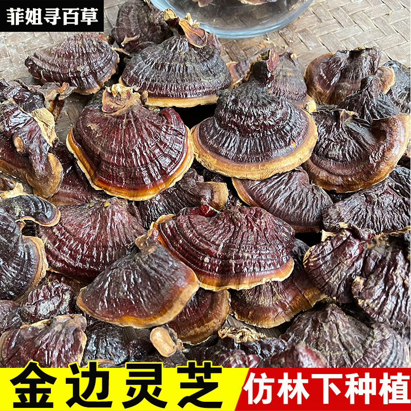 仿林下种植金边灵芝 灵芝整株 金边灵芝 中大号 包邮金边灵芝