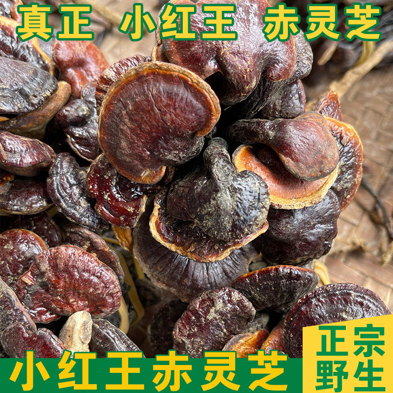 云南小红赤灵芝王 赤灵芝 野生赤灵芝 野生灵芝 味苦回甘 包邮 野