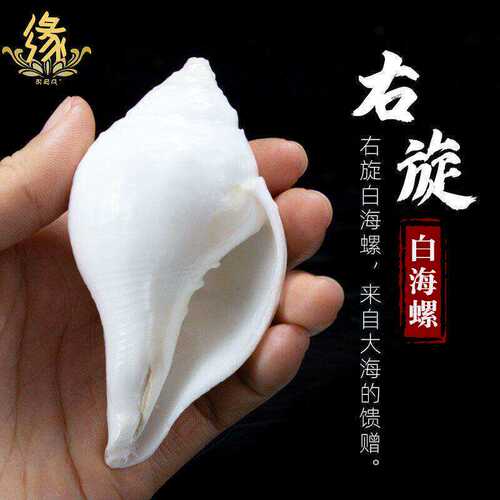 右旋海螺白海螺法螺供佛法器八供