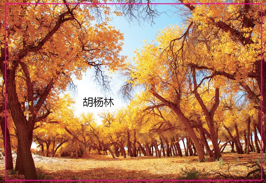 卡通新疆塔里木盆地胡杨林美景旅游纪念品磁性冰箱贴5229个性创意