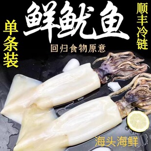 不包冰新鲜去眼去皮去内脏整只海捕鱿鱼3斤/5斤现捕现捞顺丰包邮