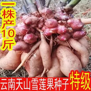 云南天山雪莲果种子黄泥高产红心种球新鲜黄心雪连果种植苗种孑籽