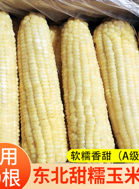 东北白色甜糯玉米棒 40根粗玉米一号玉米大玉米棒18-20厘米整箱批