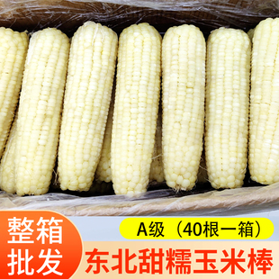 东北糯玉米棒1号玉米新鲜糯玉米鲜香甜糯玉米棒整箱40根商用早餐