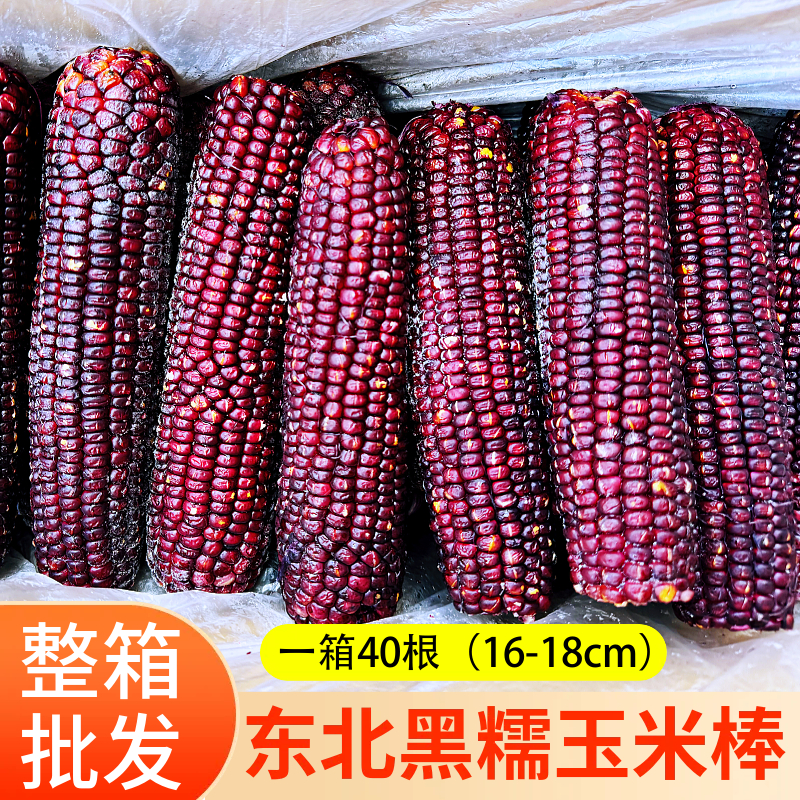 40支东北黑糯玉米棒40根A级速冻
