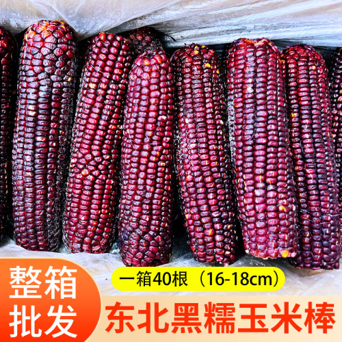 40支东北黑糯玉米棒40根A级速冻
