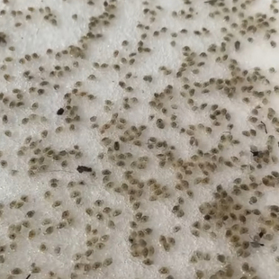 广东湛江青蟹苗鲜活锯缘青蟹苗养殖淡水青蟹苗青蟹鲜活飞机苗幼苗