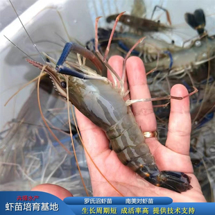 优质罗氏沼虾苗 沼虾苗淡水虾苗 长臂大虾河虾苗 青虾苗养殖批发
