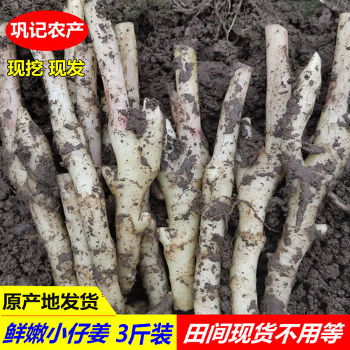 2025新鲜嫩姜小仔姜子姜包邮