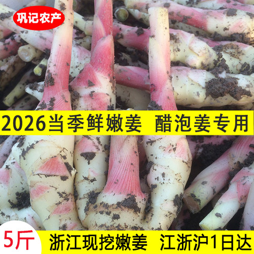 新鲜嫩姜浙江仔姜现挖现发 适合做醋泡生姜红芽子姜当季微带泥