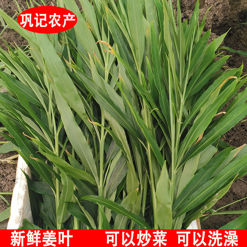 新鲜嫩姜叶子适合炒菜洗澡生姜叶
