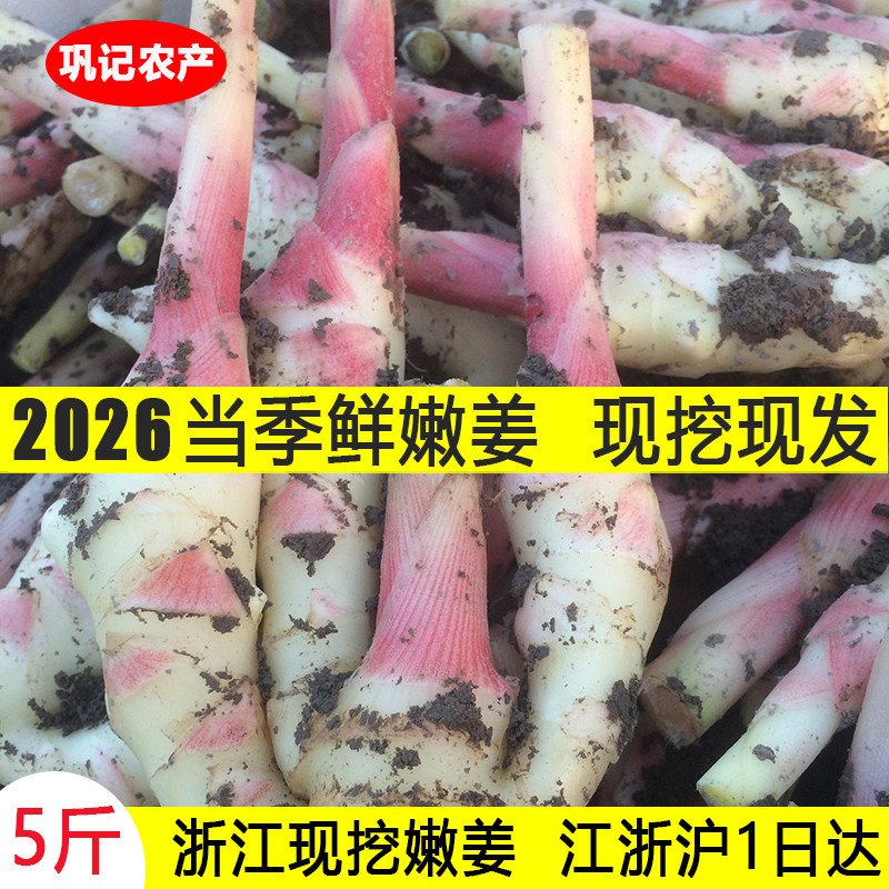 2026嫩姜新鲜子姜浙江大仔姜现挖现发适合醋泡姜红芽姜当季微带泥