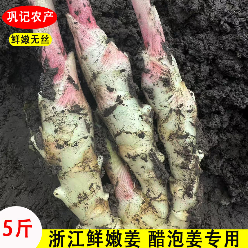 浙江嫩姜新鲜仔姜泡姜芽带泥现挖