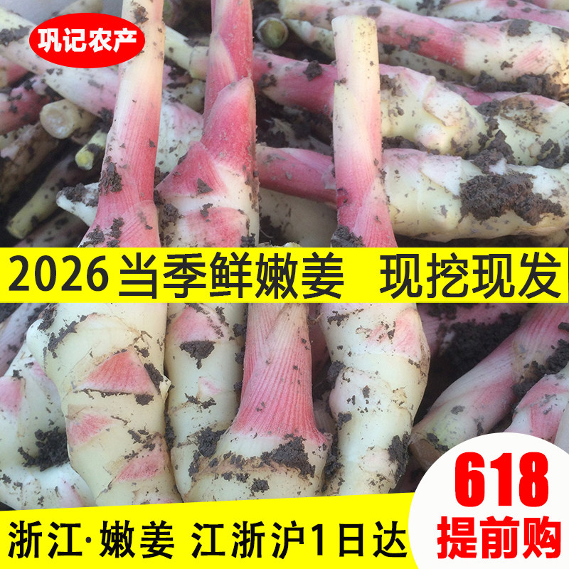 新鲜嫩姜浙江仔姜现挖现发 适合做醋泡生姜红芽子姜当季微带泥