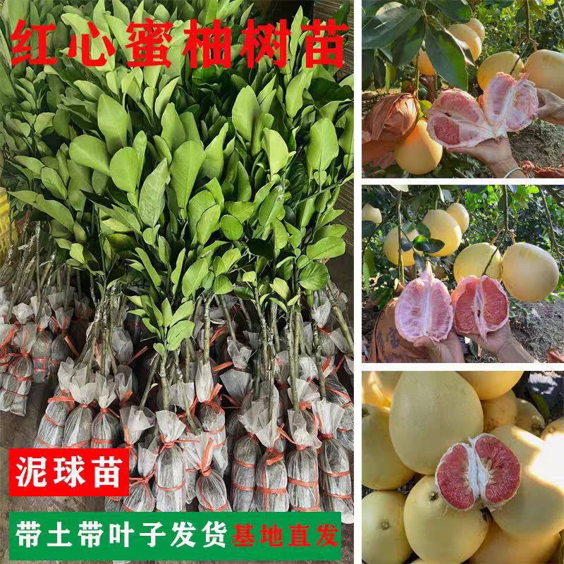 广西容县品种对版沙田柚红心蜜柚嫁接树苗南北方种植耐寒耐旱