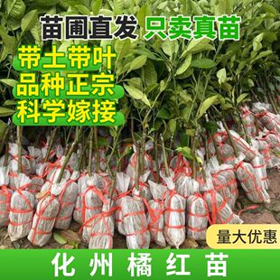 广西基地化州橘红树苗正毛橘红嫁接苗四季南方可种植树苗