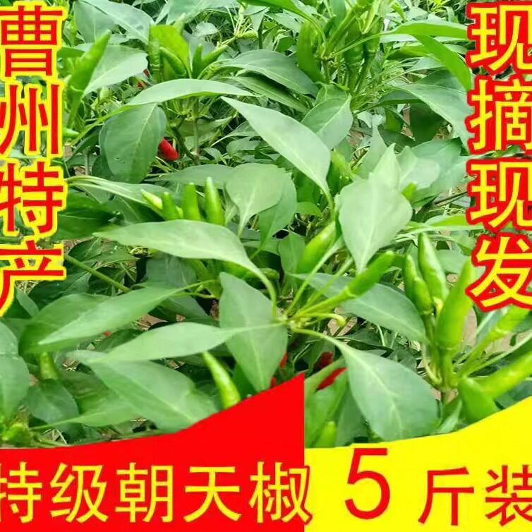 新鲜青辣椒小米椒自家种植青朝天椒现摘现发超辣特辣五斤包邮促销