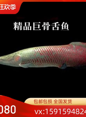 大型凶猛红尾海象鱼巨骨舌鱼雷龙活体七彩海象观赏热带鱼