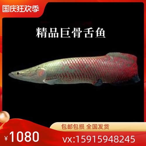 大型凶猛红尾海象鱼巨骨舌鱼雷龙活体七彩海象观赏热带鱼