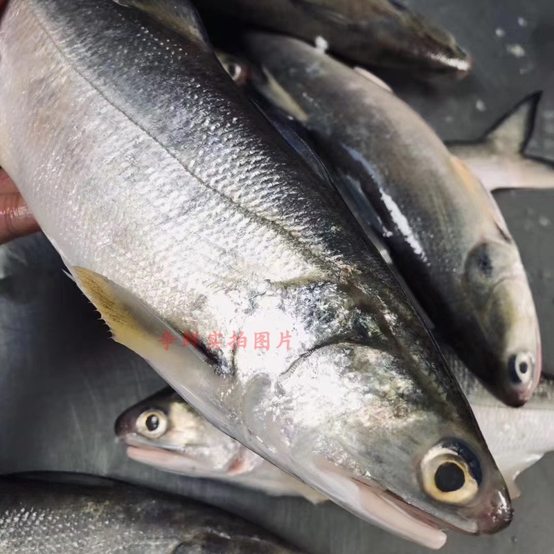 【争鲜海鲜】新鲜午鱼鲜活马友鱼午笋鱼五指马鲅  海鱼500g