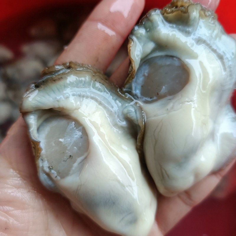 【争鲜海鲜】牡蛎肉现剥生蚝肉 鲜活生蚝汫州蚝花海蛎子 250g