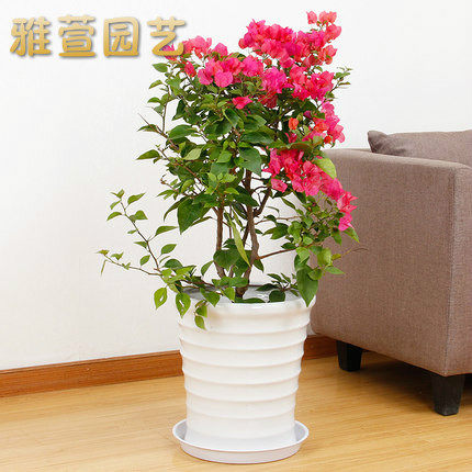 深圳市花三角梅盆栽室外爬藤花卉攀援植物勒杜鹃三叶梅观花大绿植