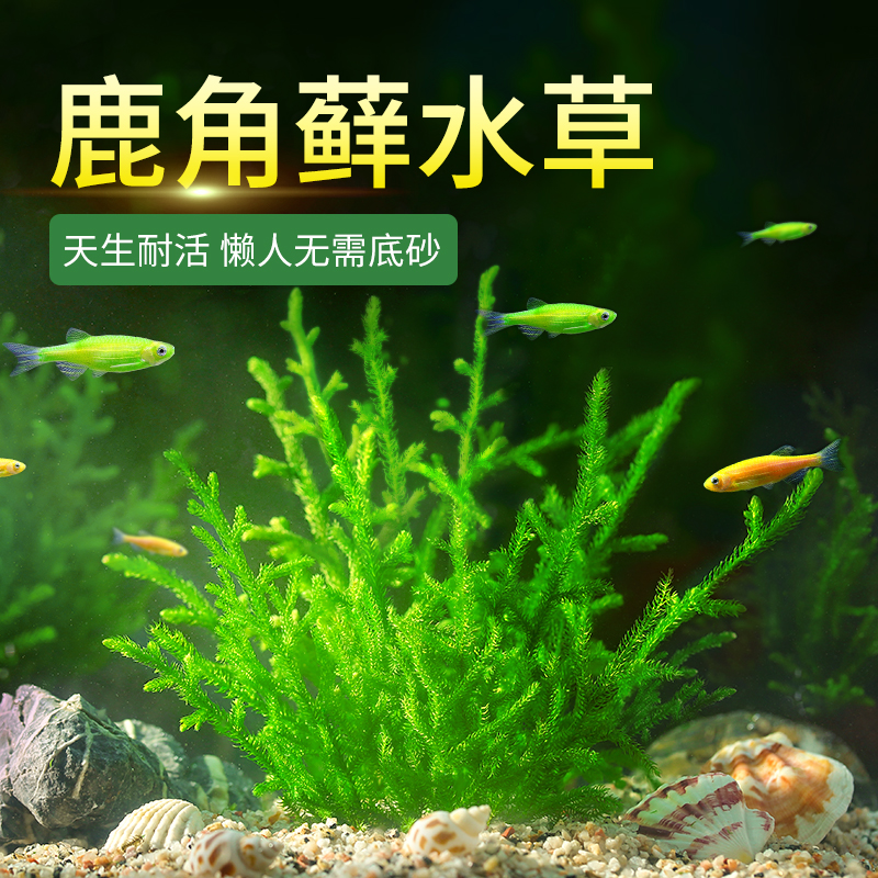 鹿角苔鹿角藓水草懒人阴性净化水质无土耐低温真水草鱼缸造景套餐-封面