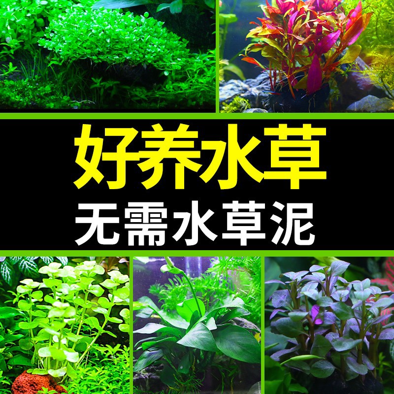 鱼缸水草植物造景套餐真鱼草活体懒人莫斯增氧阴性蜈蚣草沉木水榕