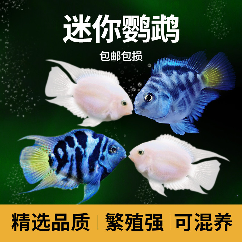 迷你鹦鹉鱼小型淡水热带观赏鱼苗活体鱼好养活鱼宝蓝白金繁殖种鱼怎么看?