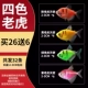 [Четырехцветный тигр] 2-3 см Пакет C 26 отправляет 6 частей потери (всего 32)
