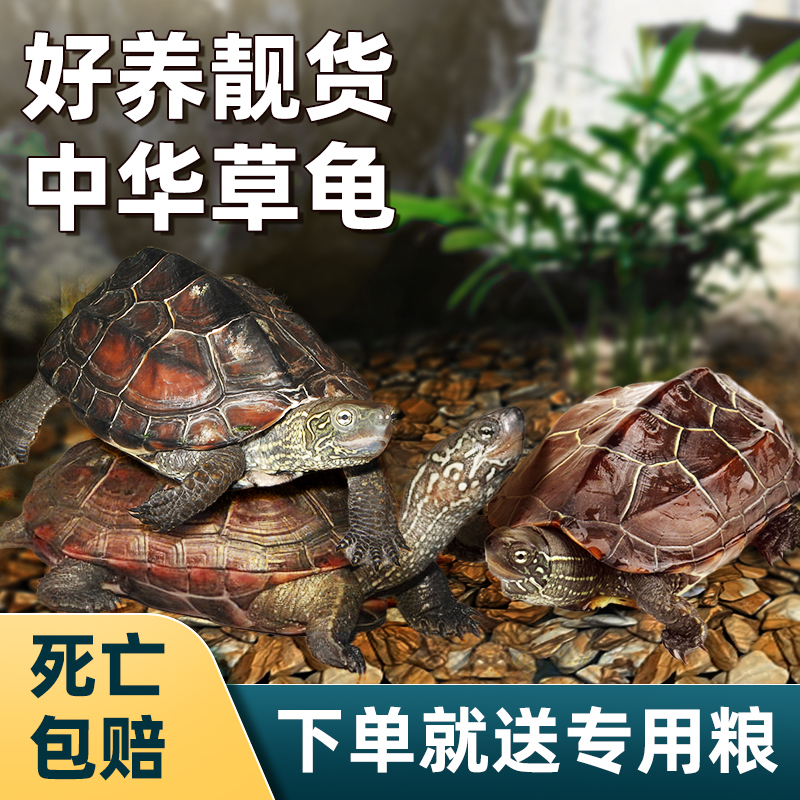 疯狂水草中华草龟运输包损
