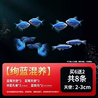 [Великолепный гибрид] В общей сложности 8 или 6 Получите 2 подготовки к коллекции декоративной рыбы