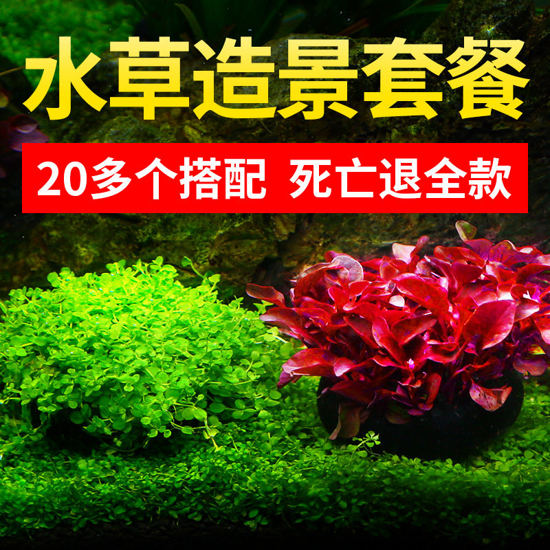 现货速发鱼缸造景全套水草植物真草水榕沉木造景装饰摆件套装大全