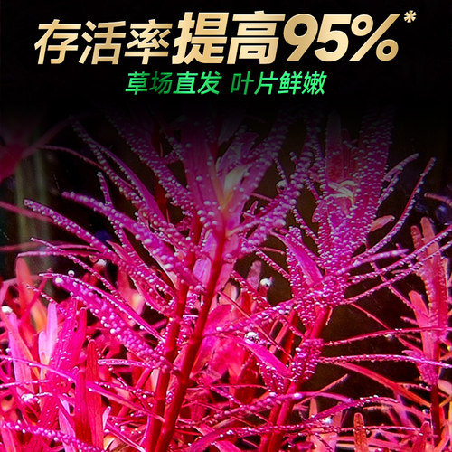 水草植物鱼缸水草生态造景真草养鱼阴性绿植爬地矮珍珠水培水兰