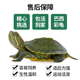 新品 巴西龟红耳小乌龟活物龟苗幼小宠物适M合家养情侣观赏陆地中