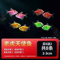 Tiger Angel Fishes 8 2-3 см 6 Дайте 2 подготовки
