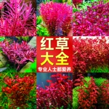 Водные растения сажают рыбную аквариуму экологический ландшафтный дизайн, нынешняя рыба, нынешняя негативные зеленые растения Восхождение на жемчужную гидропонную воду орхидеи