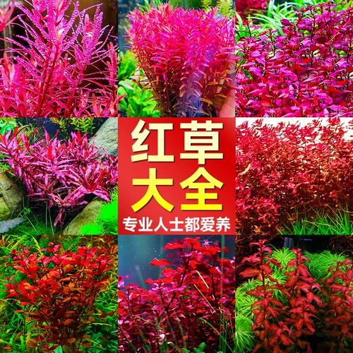 Водные растения сажают рыбную аквариуму экологический ландшафтный дизайн, нынешняя рыба, нынешняя негативные зеленые растения Восхождение на жемчужную гидропонную воду орхидеи