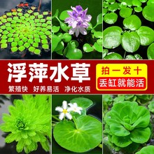 浮萍水草植物鱼缸造景水培一叶莲水芙蓉水葫芦净化水质乌龟水草
