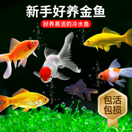 金鱼活鱼苗观赏鱼鱼缸小金鱼淡水好养耐活冷水兰寿锦鲤小型草金鱼