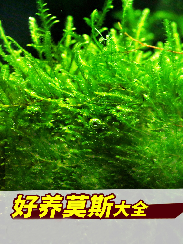 鱼缸水草植物真活草水培阴性增氧淡水入门级无土造景莫斯沉木水榕