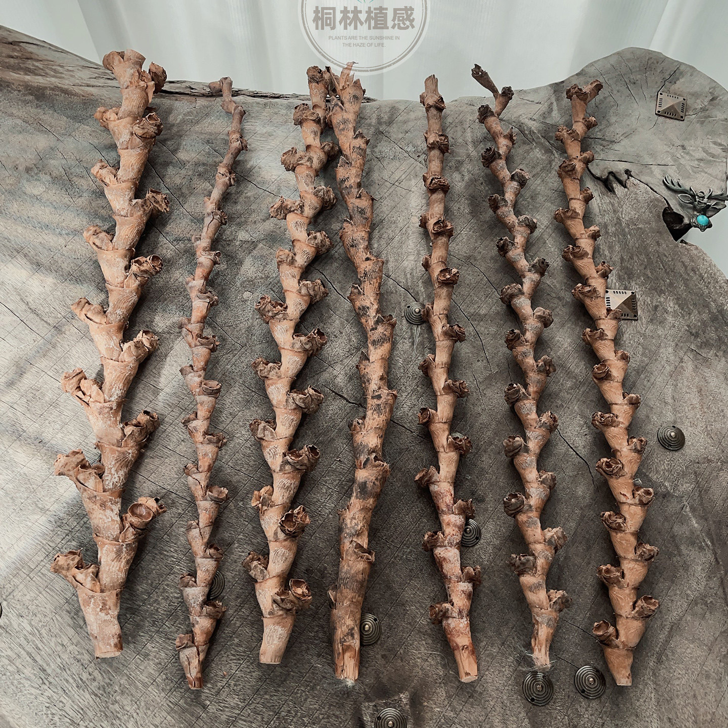 布里蒂树枝 民宿装饰插花摆件天然枯枝干花幼稚园手工diy树干枝条