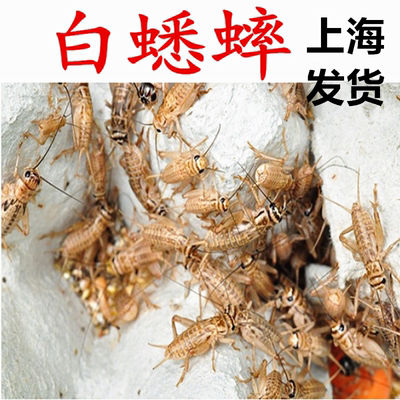 包邮活体蟋蟀针头蛐蛐油葫芦蜥蜴
