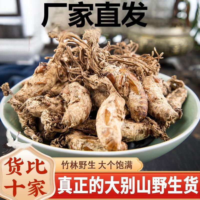 2026年野生新货大别山金蝉花正品蝉花500g虫草粉金蚕花知了花虫草