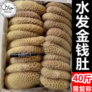 金钱肚 牛杂火锅餐饮商用可批 清真生鲜纯干水发碱发蜂窝全熟毛肚