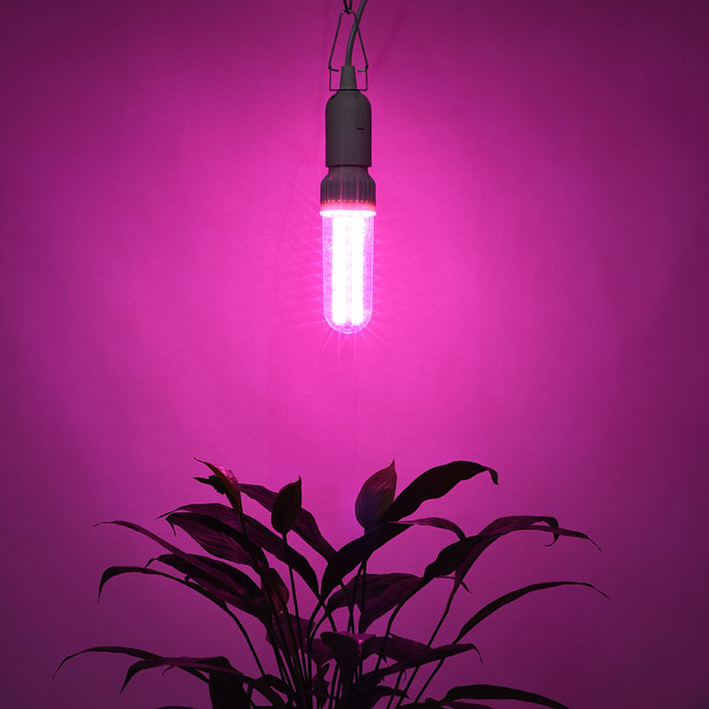 越南火龙果LED植物补光灯