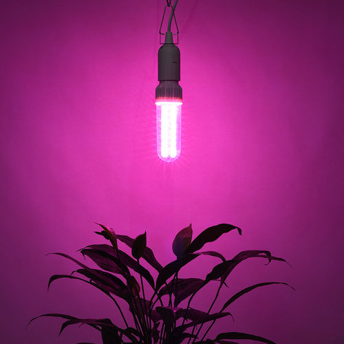 越南火龙果LED植物补光灯