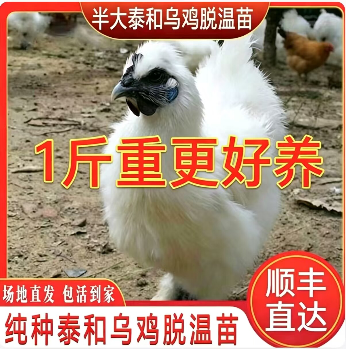 正宗一斤泰和白凤乌鸡活苗乌骨鸡